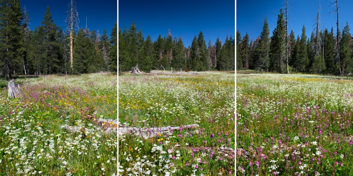 Carpet of Wildflowers, Page Meadows.